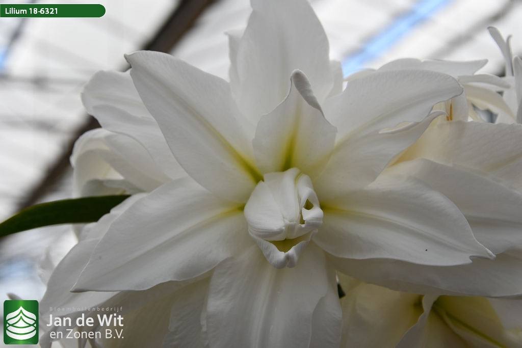 Lily test greenhouse 2021 | Pictures | Jan de Wit en Zonen B.V.